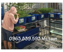 Thùng nhựa công nghiệp lớn nuôi cá Koi, thùng nhựa chữ nhật 1000L làm bể nuôi cá giá rẻ.