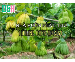 PHẬT THỦ PHONG THỦY - PHÚC, LỘC, THỌ, TOÀN, TÀI - MANG MAY MẮN CHO GIA CHỦ!