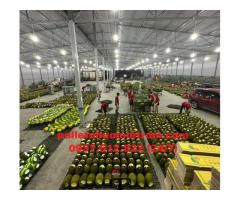 Pallet nhựa cũ Đồng Tháp bền đẹp giá thành phù hợp