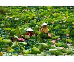 Về Đồng Tháp - Ghé Tháp Mười, ngắm sen bát ngát bình yên